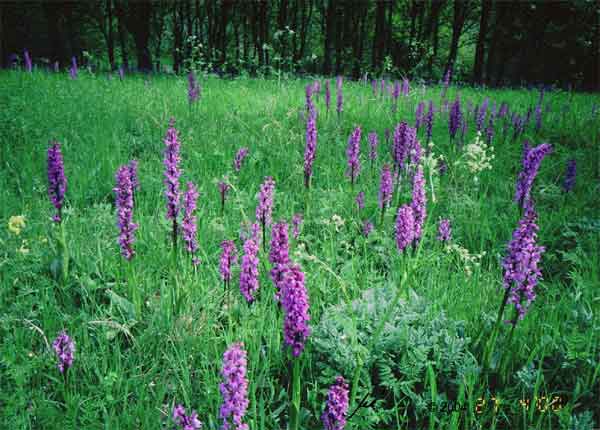 einige Dutzend purpur/violett-blühende Orchideen (Manns-Knabenkraut)